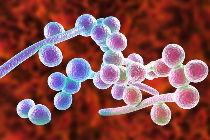 Candidiase Atrasa A Menstruação