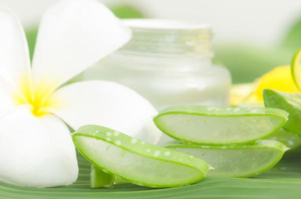 Os melhores laxantes naturais - Aloe vera ou babosa