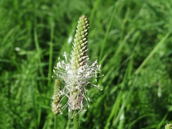 Os melhores laxantes naturais - Plantago