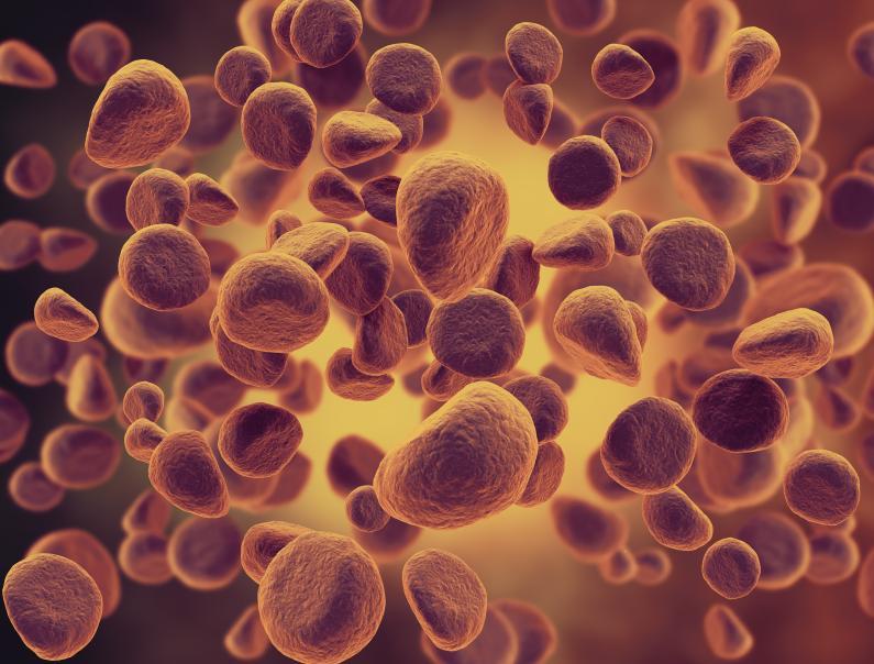 ANISOCITOSE o que é, causas e tratamento ANISOCITOSE o que é, causas e tratamento