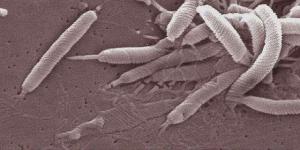 Tenho Helicobacter pylori, posso infectar minha família?
