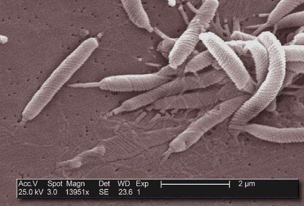 Tenho Helicobacter pylori, posso infectar minha família?