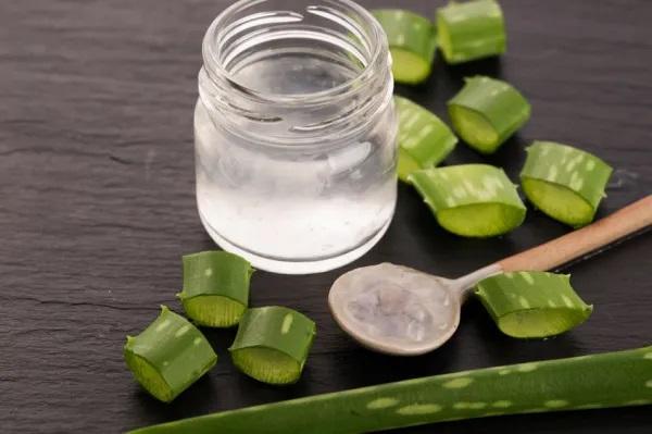 Remédios caseiros para alergia cutânea com urticária - Aloe vera