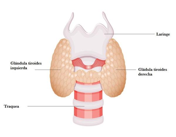 Hipertireoidismo: sintomas, tratamento e causas - Hipertireoidismo: causas