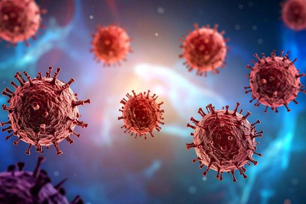 Vírus Nipah: sintomas e como se transmite - Como prevenir o vírus Nipah