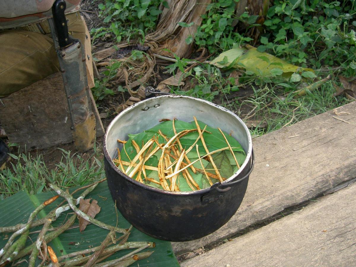 Ayahuasca: o que é, para que serve e efeitos