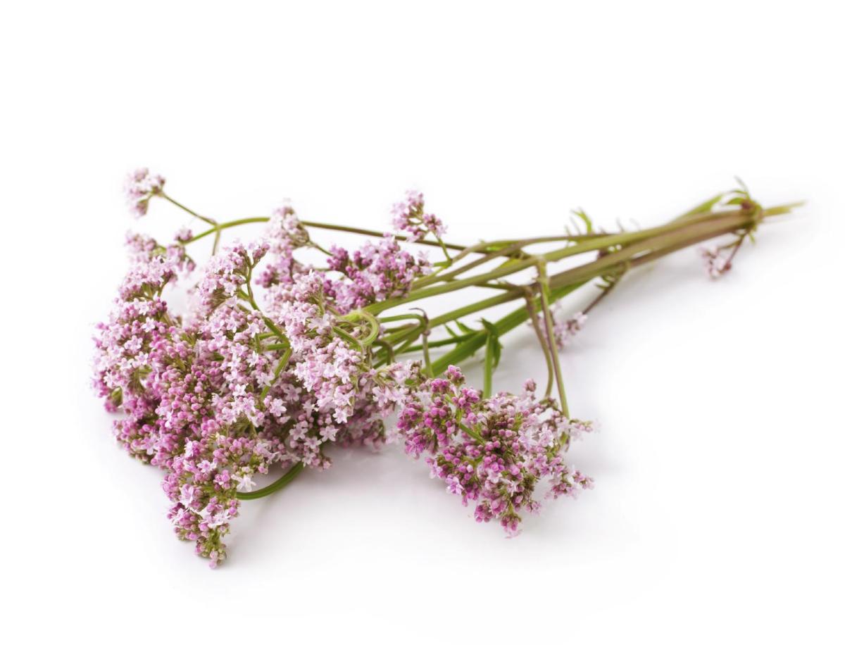 Benefícios da valeriana para a saúde